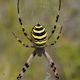 Wespenspinne (Argiope bruennichi)