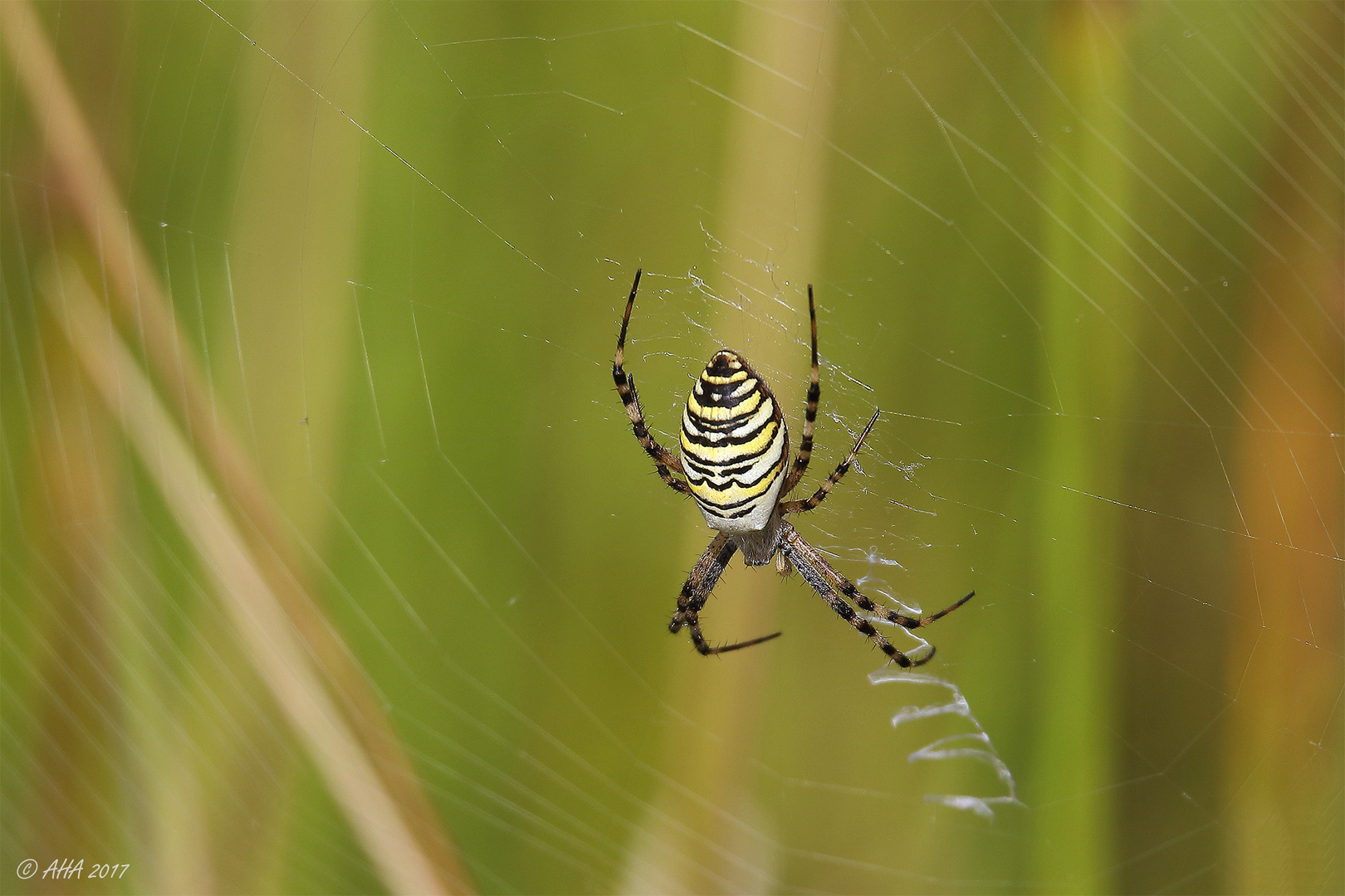 Wespenspinne (Argiope bruennichi)