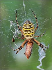 Wespenspinne (Argiope bruennichi)