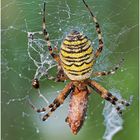 Wespenspinne (Argiope bruennichi)