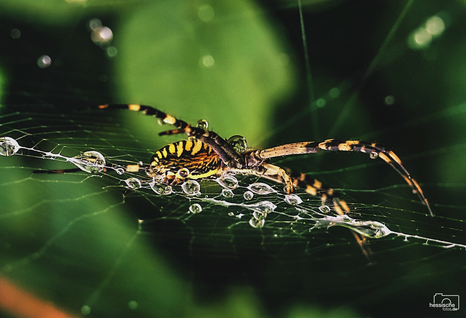 Wespenspinne (Argiope bruennichi) 