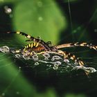 Wespenspinne (Argiope bruennichi) 