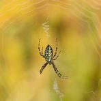 Wespenspinne (Argiope bruennichi).....