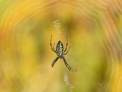 Wespenspinne (Argiope bruennichi).....