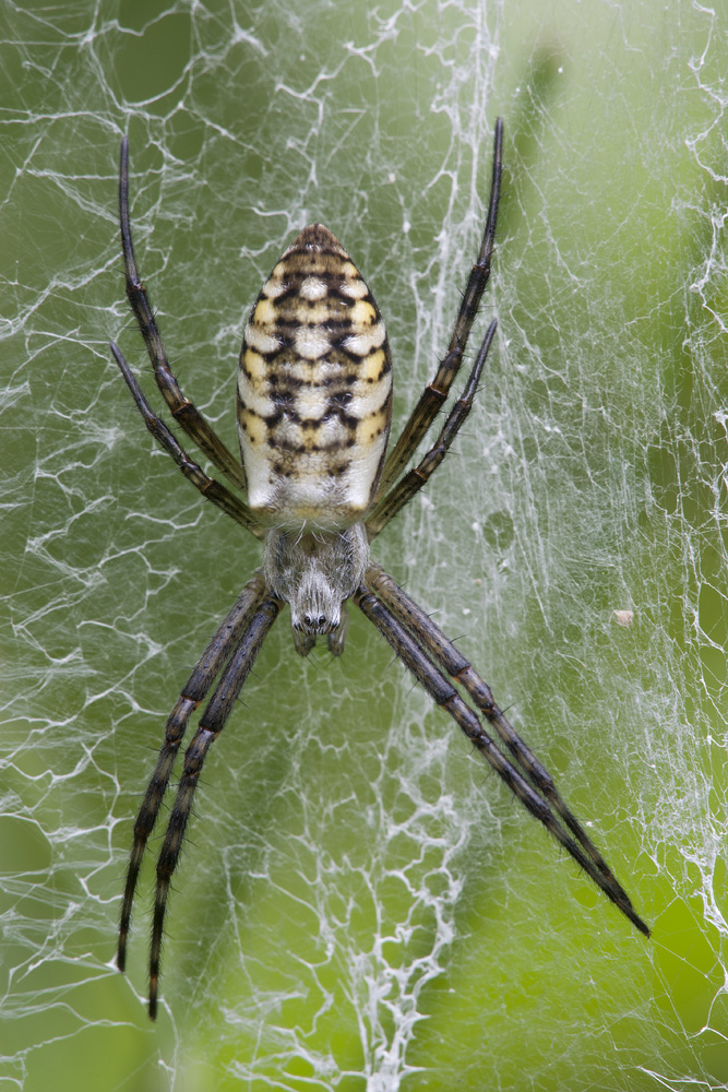 - Wespenspinne (Argiope bruennichi) -