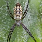 - Wespenspinne (Argiope bruennichi) -