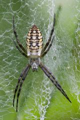 - Wespenspinne (Argiope bruennichi) -