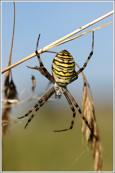 Wespenspinne (Argiope bruennichi)