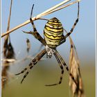 Wespenspinne (Argiope bruennichi)