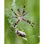 Wespenspinne (Argiope bruennichi)