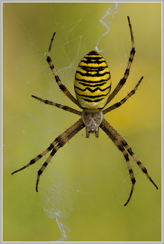 Wespenspinne (Argiope bruennichi)