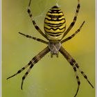 Wespenspinne (Argiope bruennichi)