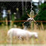 wespenspinne (Argiope bruennichi)