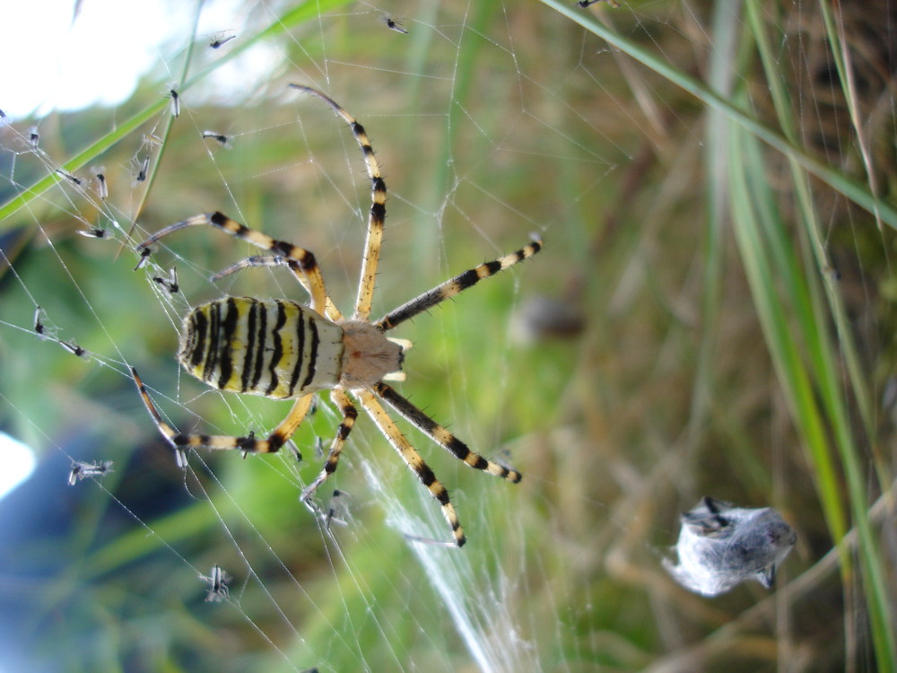 Wespenspinne ( argiope bruennichi )