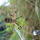 Wespenspinne ( argiope bruennichi )