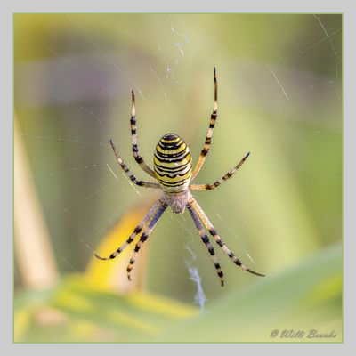 - Wespenspinne (Argiope bruennichi) -