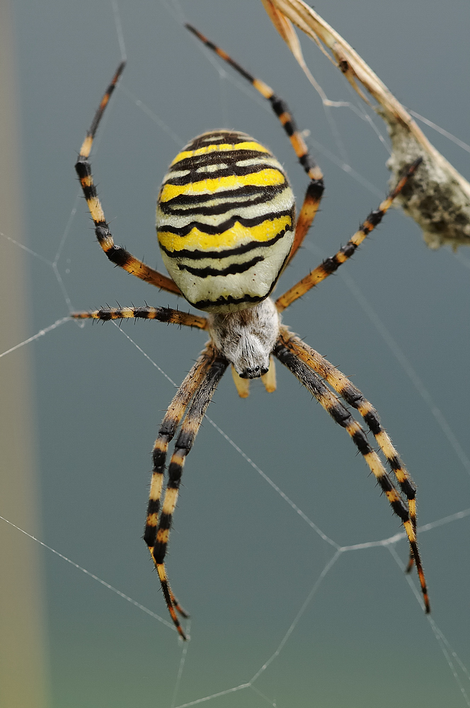 Wespenspinne (Argiope bruennichi)