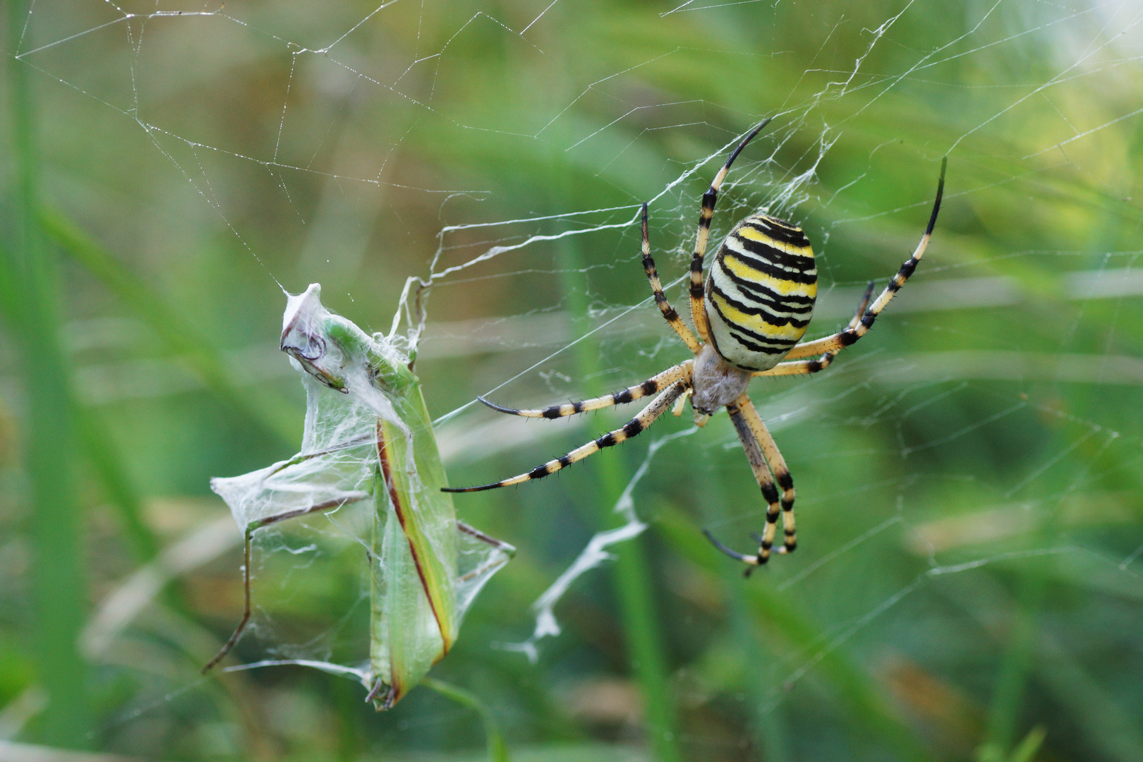 Wespenspinne (Argiope bruennichi) 