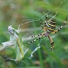 Wespenspinne (Argiope bruennichi) 