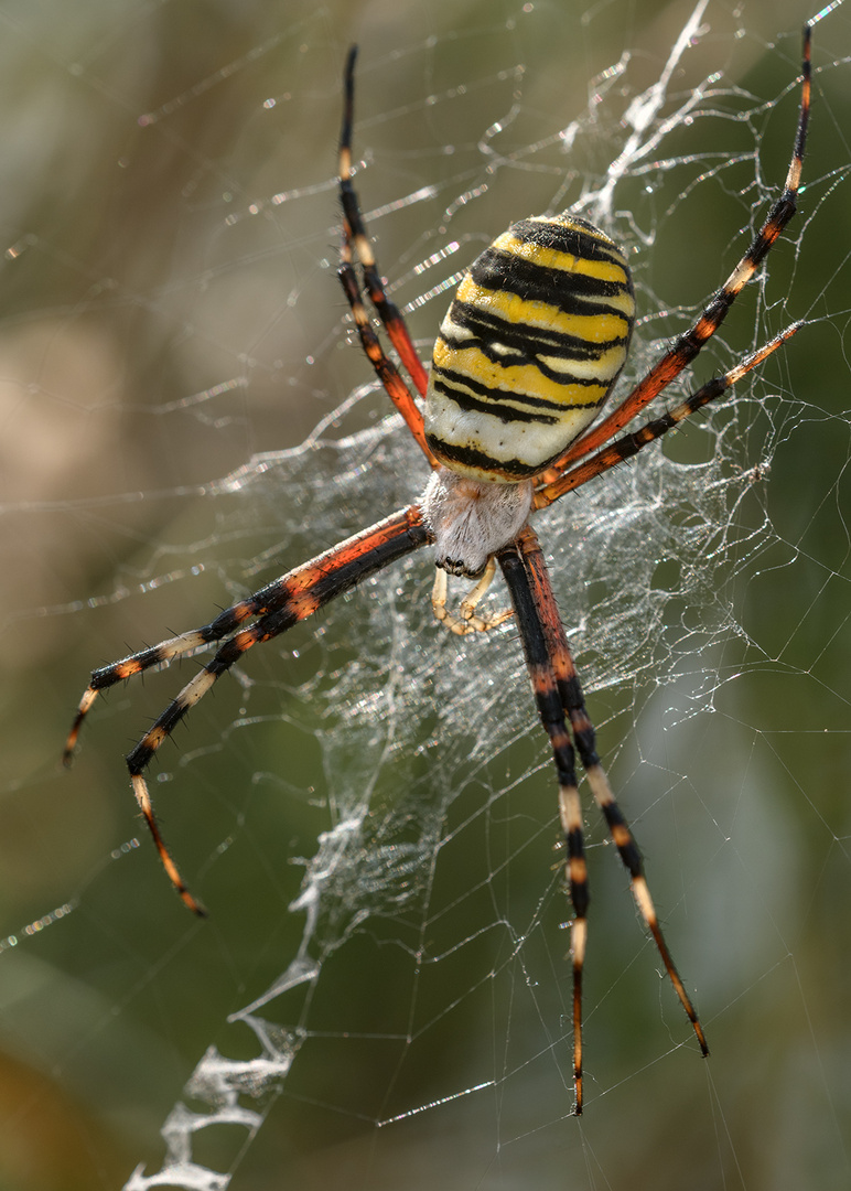 Wespenspinne (Argiope bruennichi)