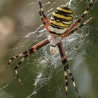 Wespenspinne (Argiope bruennichi)