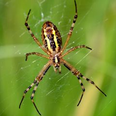 Wespenspinne (Argiope bruennichi)