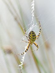 Wespenspinne (Argiope bruennichi)