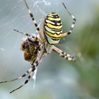 Wespenspinne  (Argiope bruennichi)