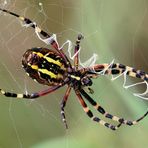 Wespenspinne (Argiope bruennichi)