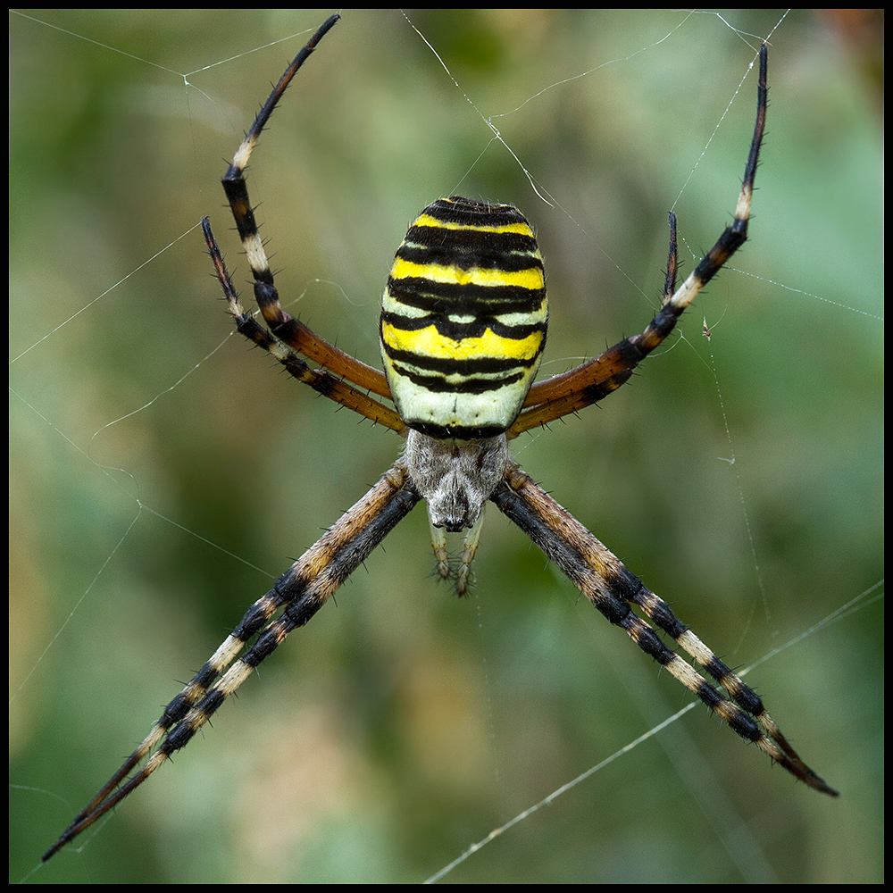 Wespenspinne (Argiope bruennichi)