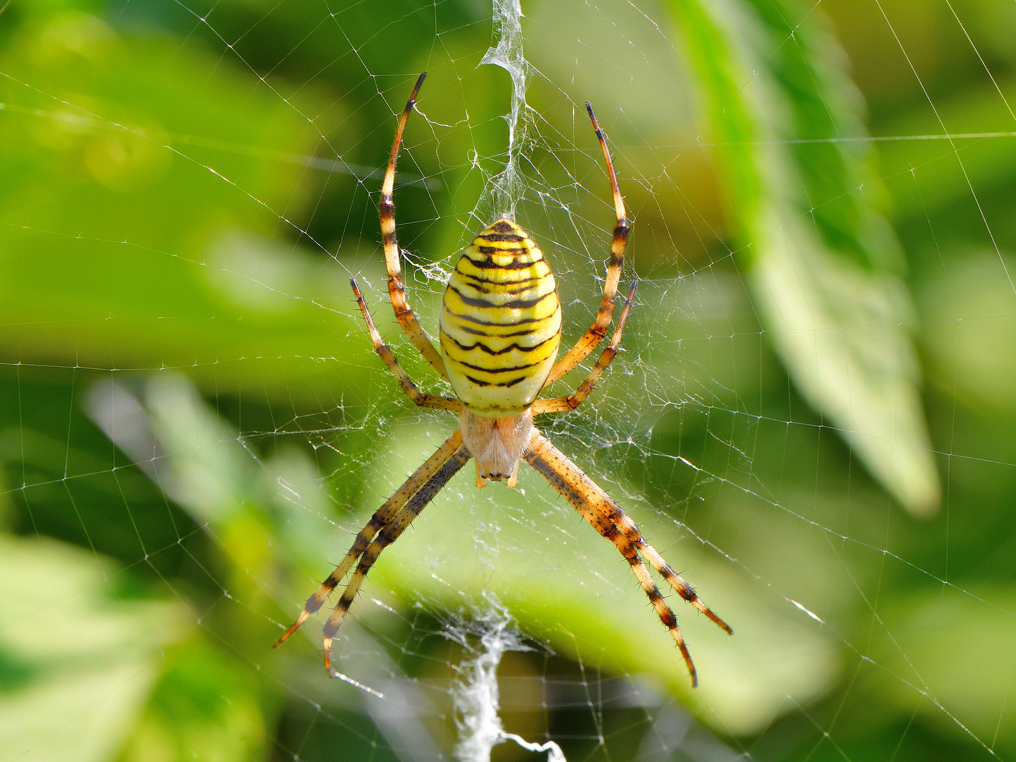 Wespenspinne (Argiope bruennichi)