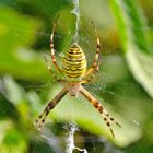 Wespenspinne (Argiope bruennichi)