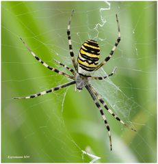 wespenspinne (argiope bruennichi) .......