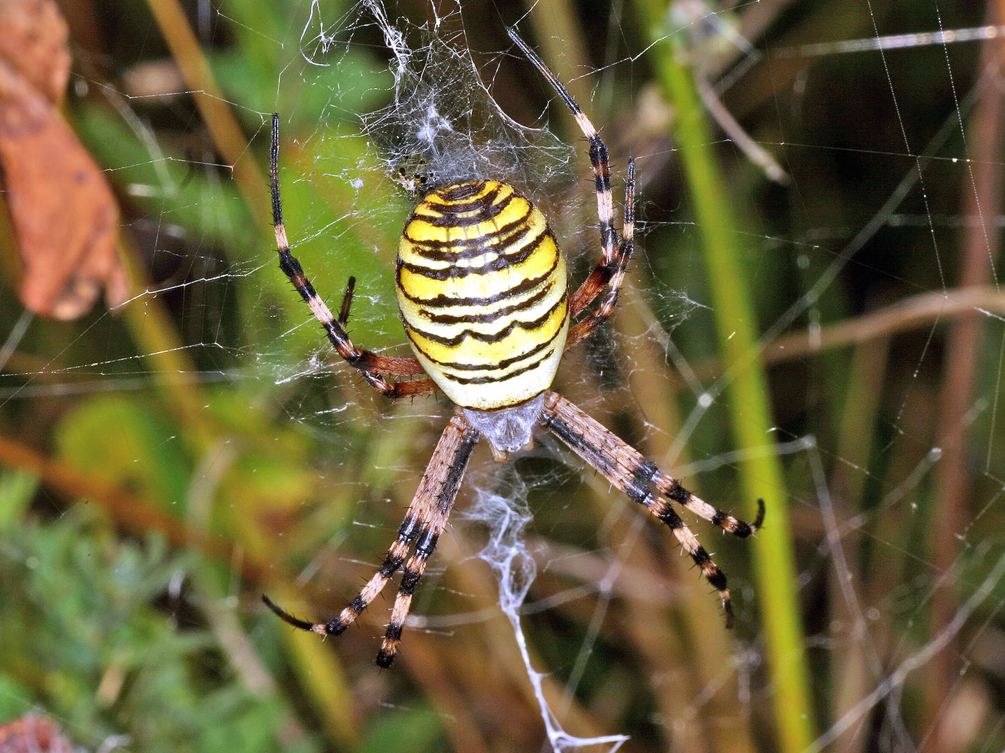 Wespenspinne (Argiope bruennichi)....