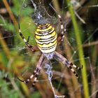 Wespenspinne (Argiope bruennichi)....