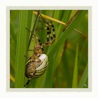 Wespenspinne - Argiope bruennichi