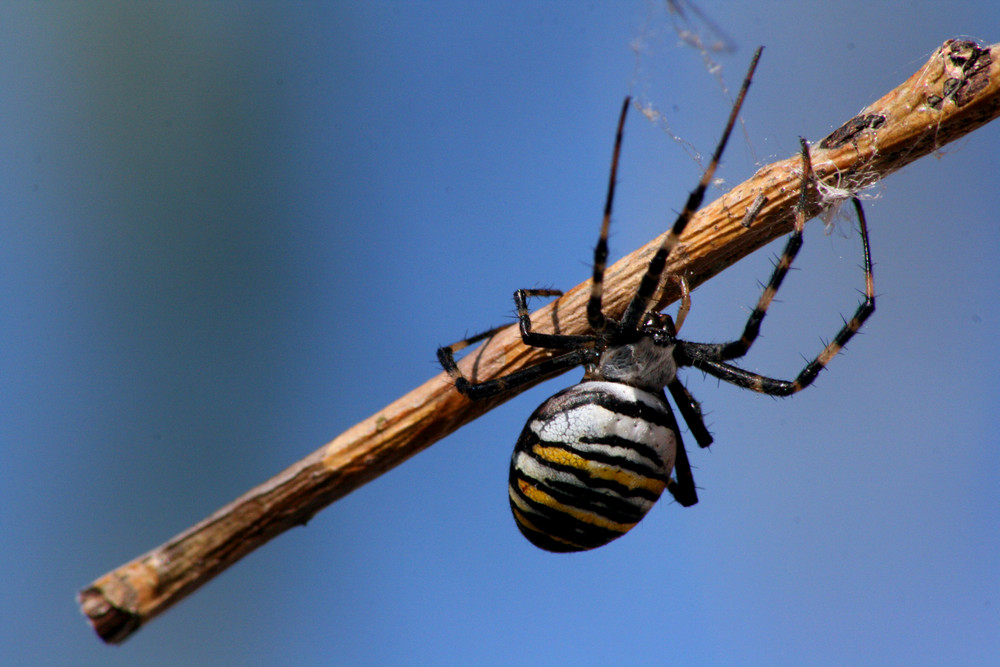 Wespenspinne (Argiope bruennichi)