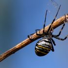 Wespenspinne (Argiope bruennichi)