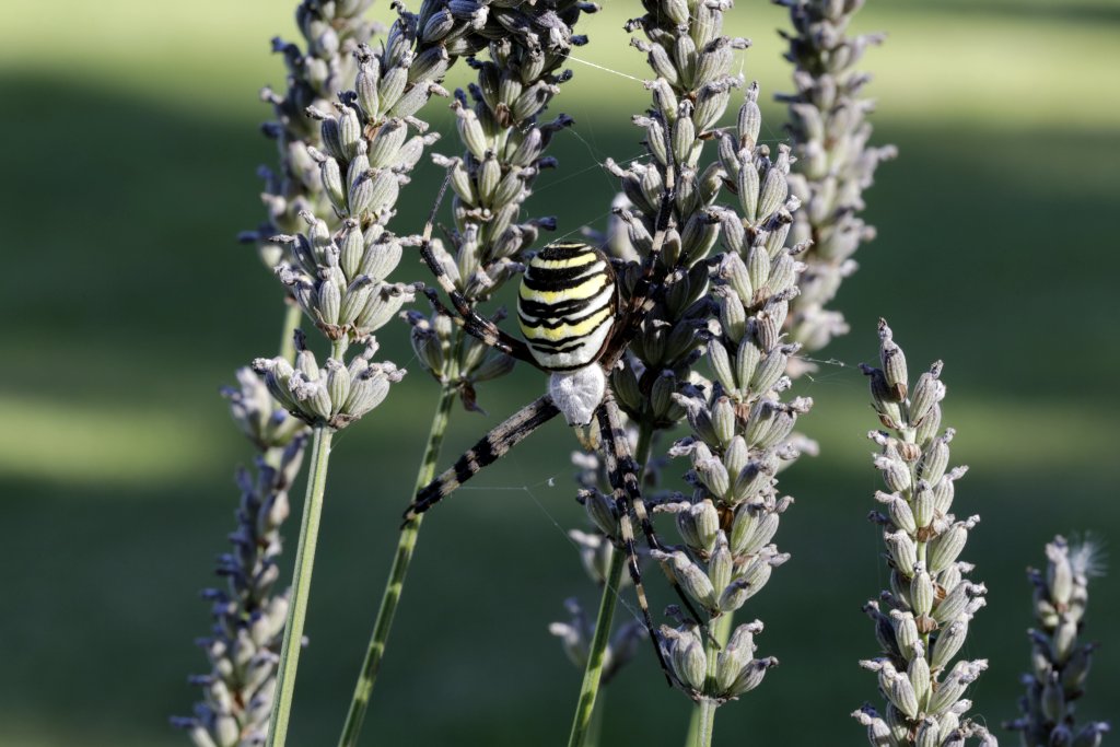 Wespenspinne (Argiope bruennichi) auf der Lauer