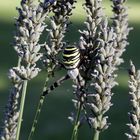 Wespenspinne (Argiope bruennichi) auf der Lauer