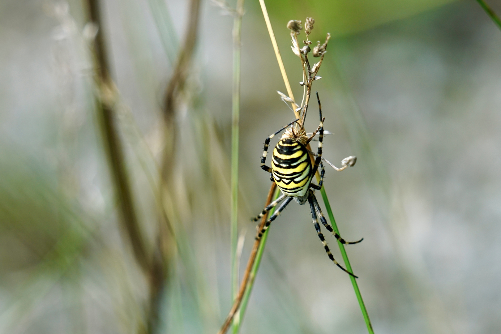 Wespenspinne (Argiope bruennichi)