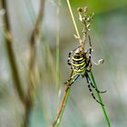 Wespenspinne (Argiope bruennichi)