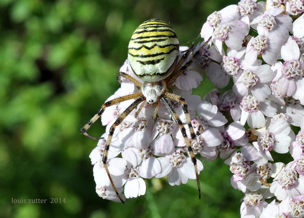 Wespenspinne (Argiope bruennichi)