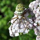 Wespenspinne (Argiope bruennichi)