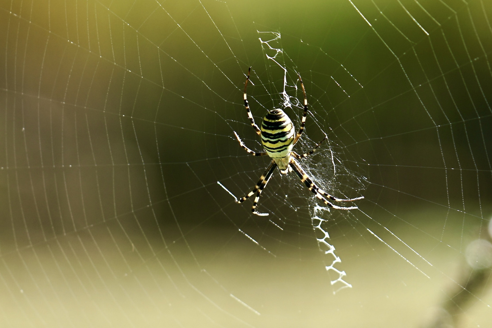 Wespenspinne (Argiope bruennichi)