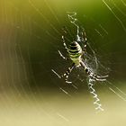 Wespenspinne (Argiope bruennichi)