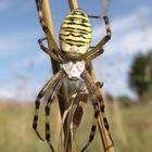 Wespenspinne (Argiope bruennichi)