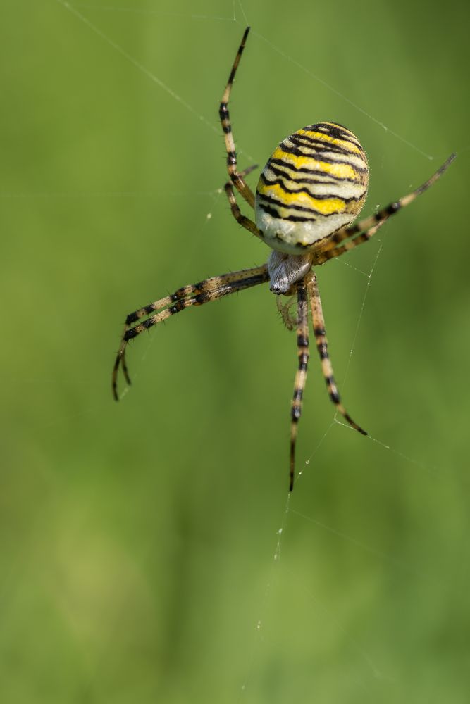 Wespenspinne (Argiope bruennichi)