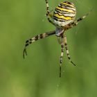 Wespenspinne (Argiope bruennichi)