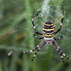 Wespenspinne (Argiope bruennichi)